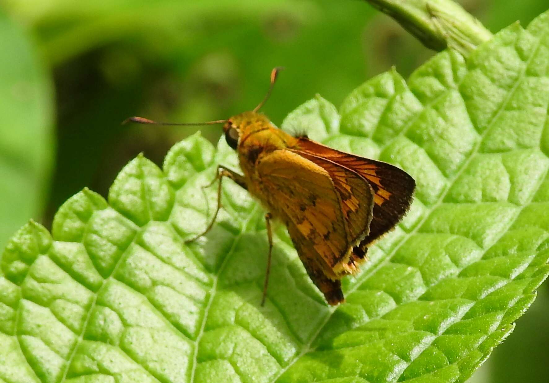 Image of Telicota bambusae