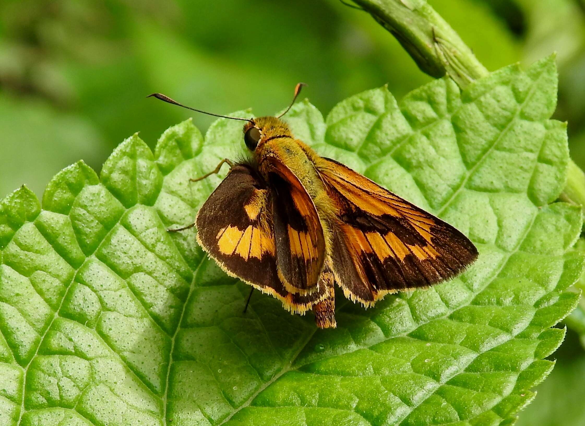 Image of Telicota bambusae