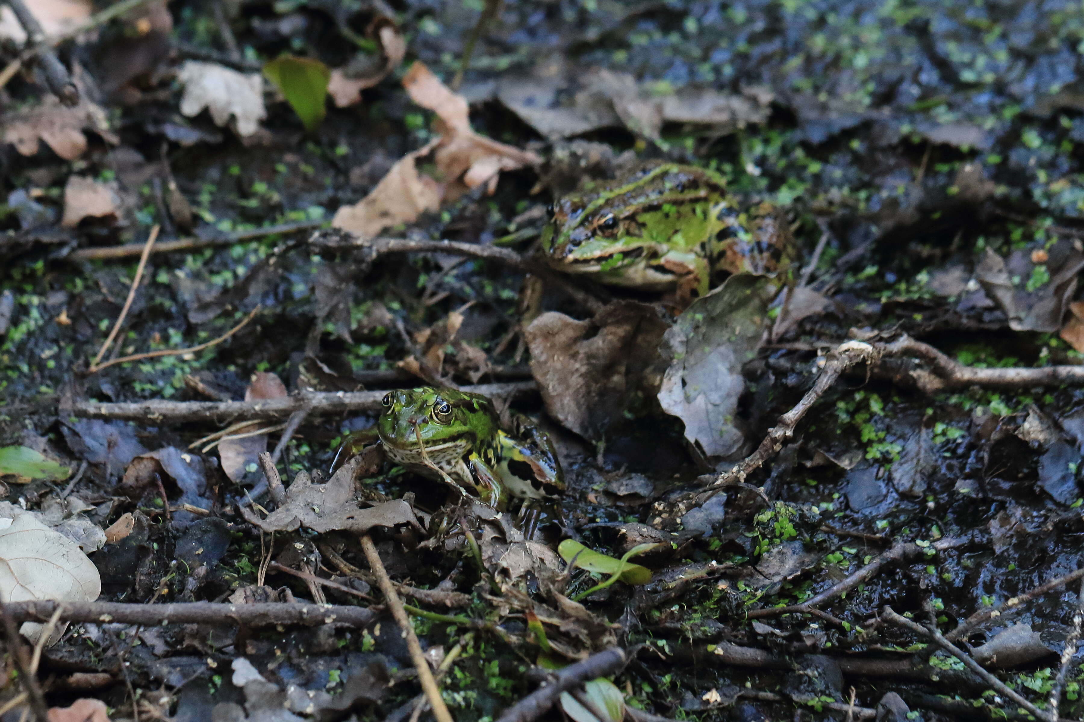 صورة Pelophylax esculentus