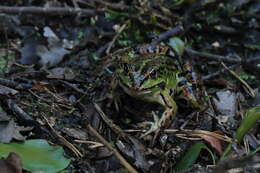 صورة Pelophylax esculentus