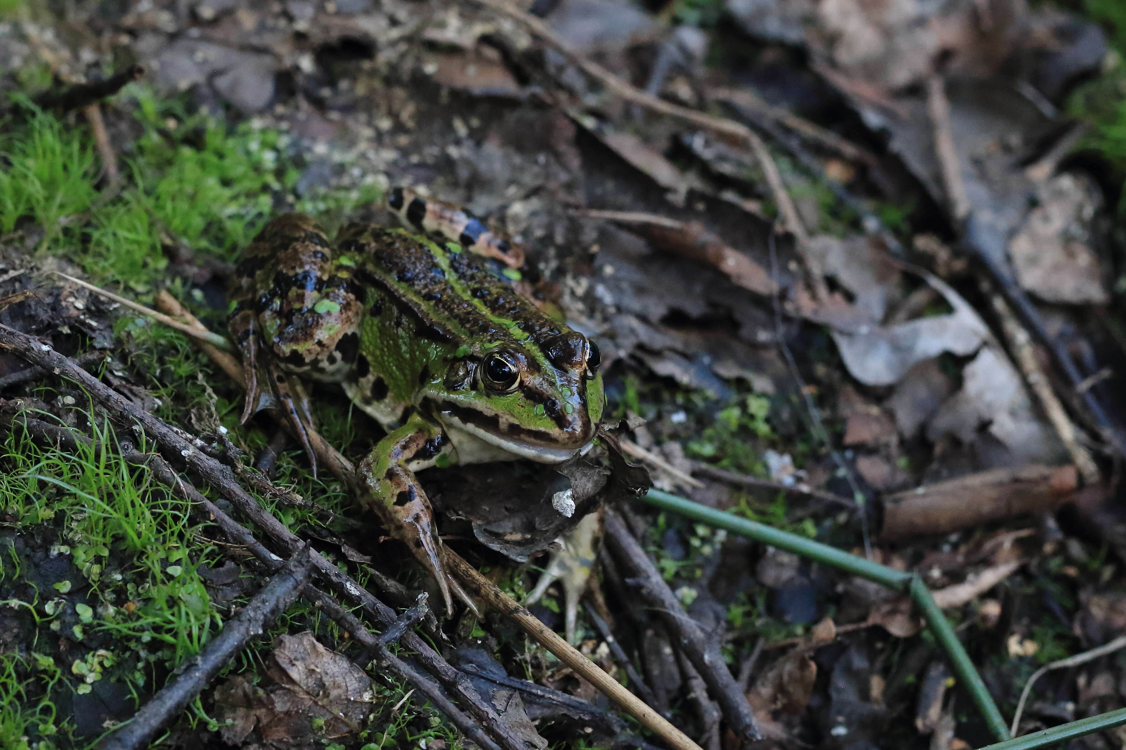 صورة Pelophylax esculentus