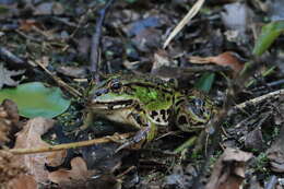 Image of Pelophylax esculentus