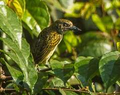 Image of Speckled Tinkerbird