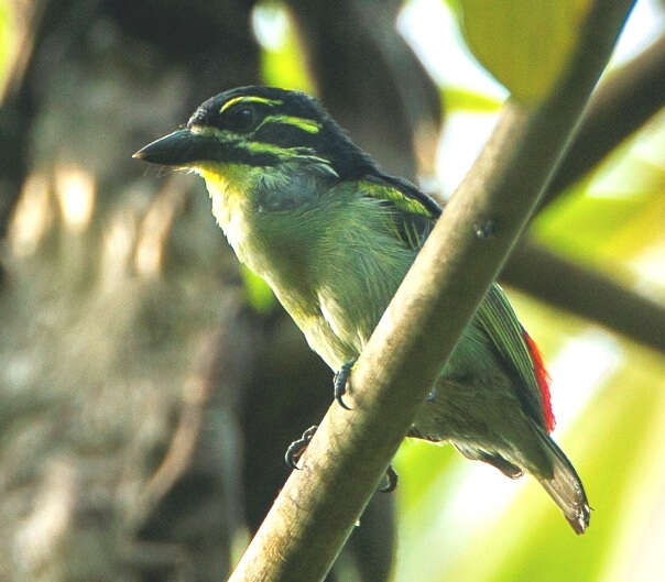 Image of Red-rumped Tinkerbird