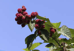 Слика од Rubus cochinchinensis Tratt.