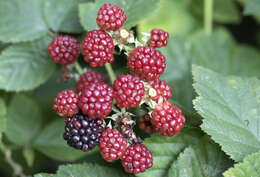 Слика од Rubus cochinchinensis Tratt.