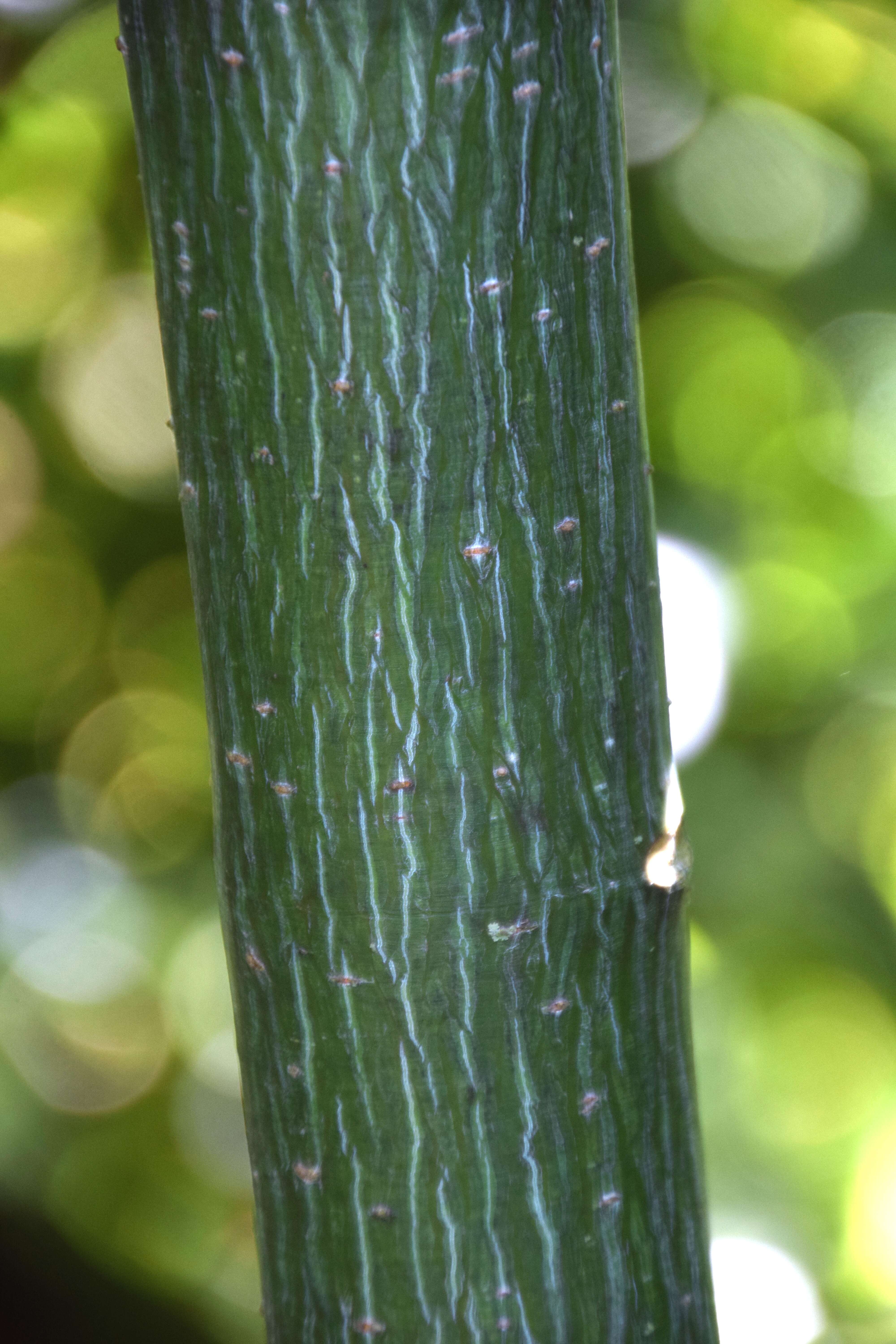 Image of Acer caudatifolium