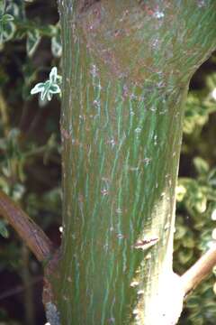 Image of Acer caudatifolium