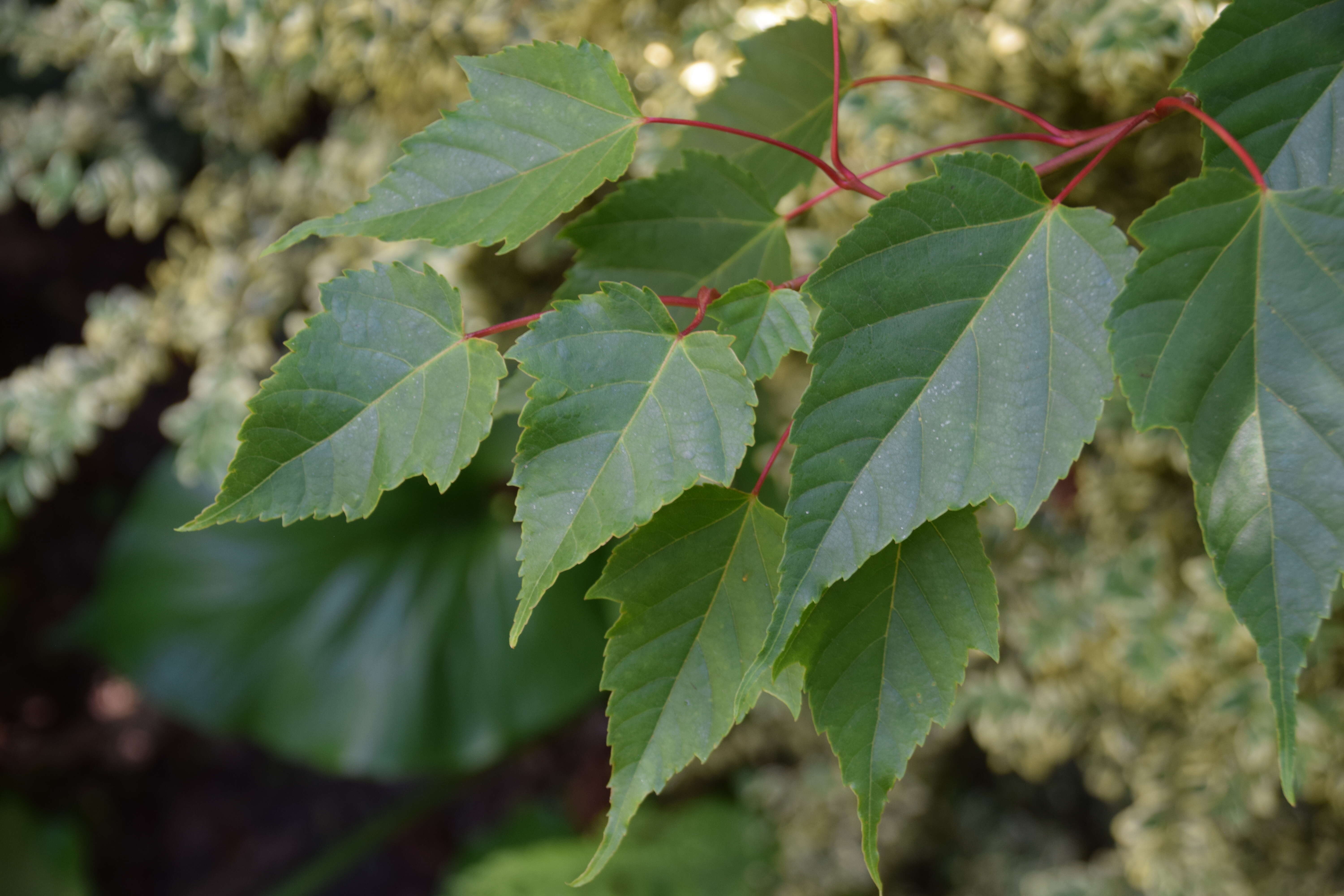 Image of Acer caudatifolium