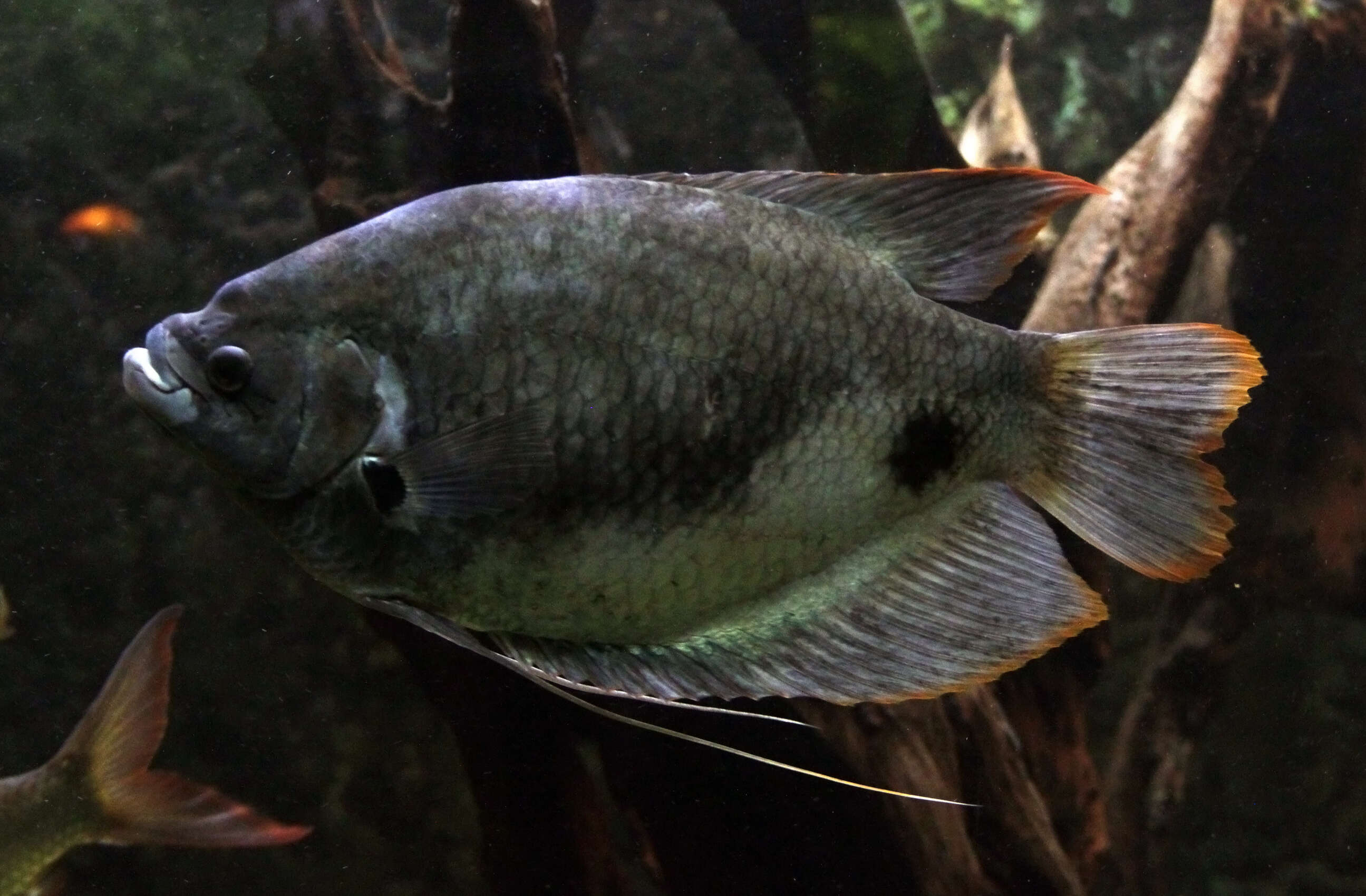 Image of Giant red tail gourami