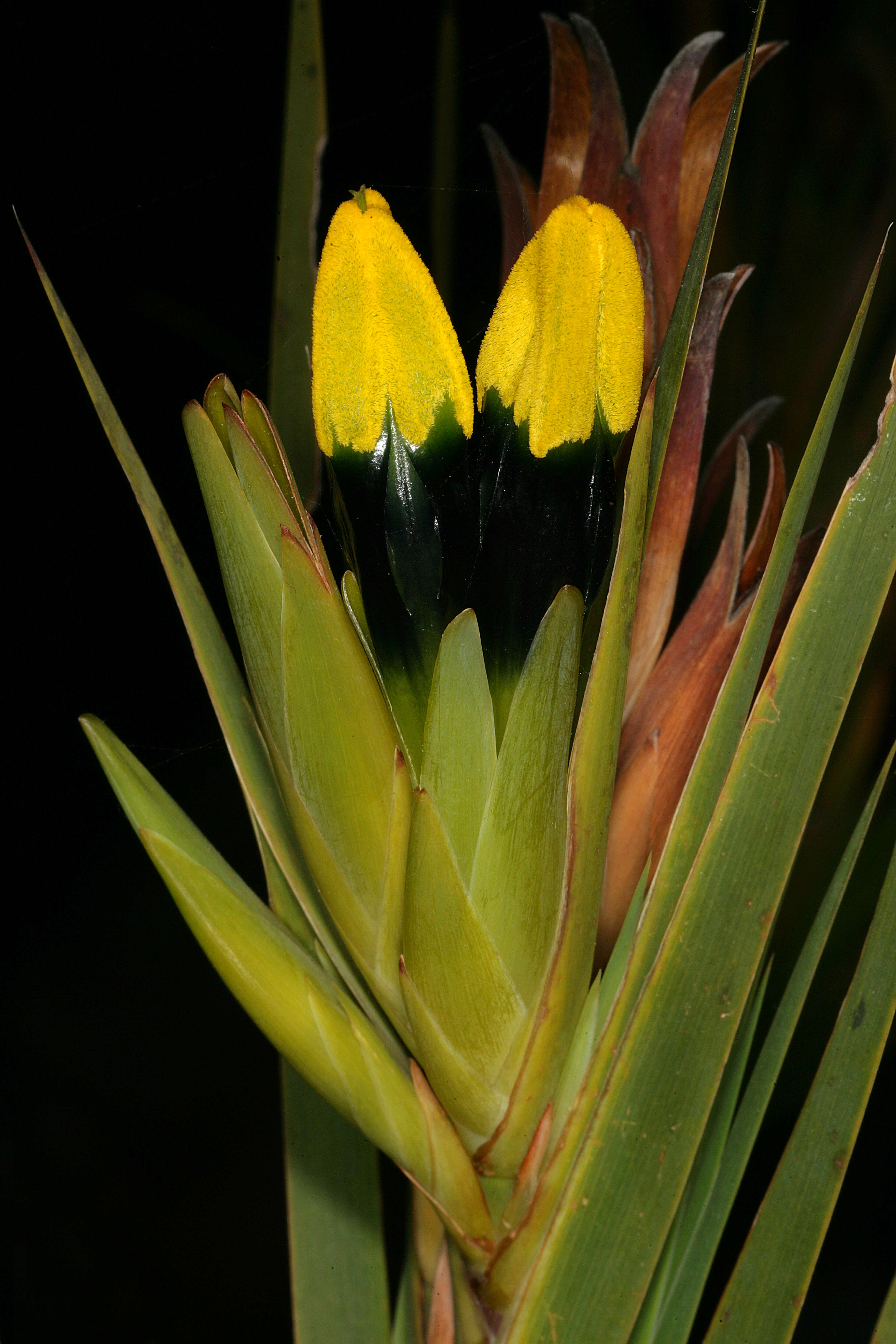 Image of Bokmakierie's tail