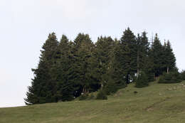 Image of Caucasian Spruce