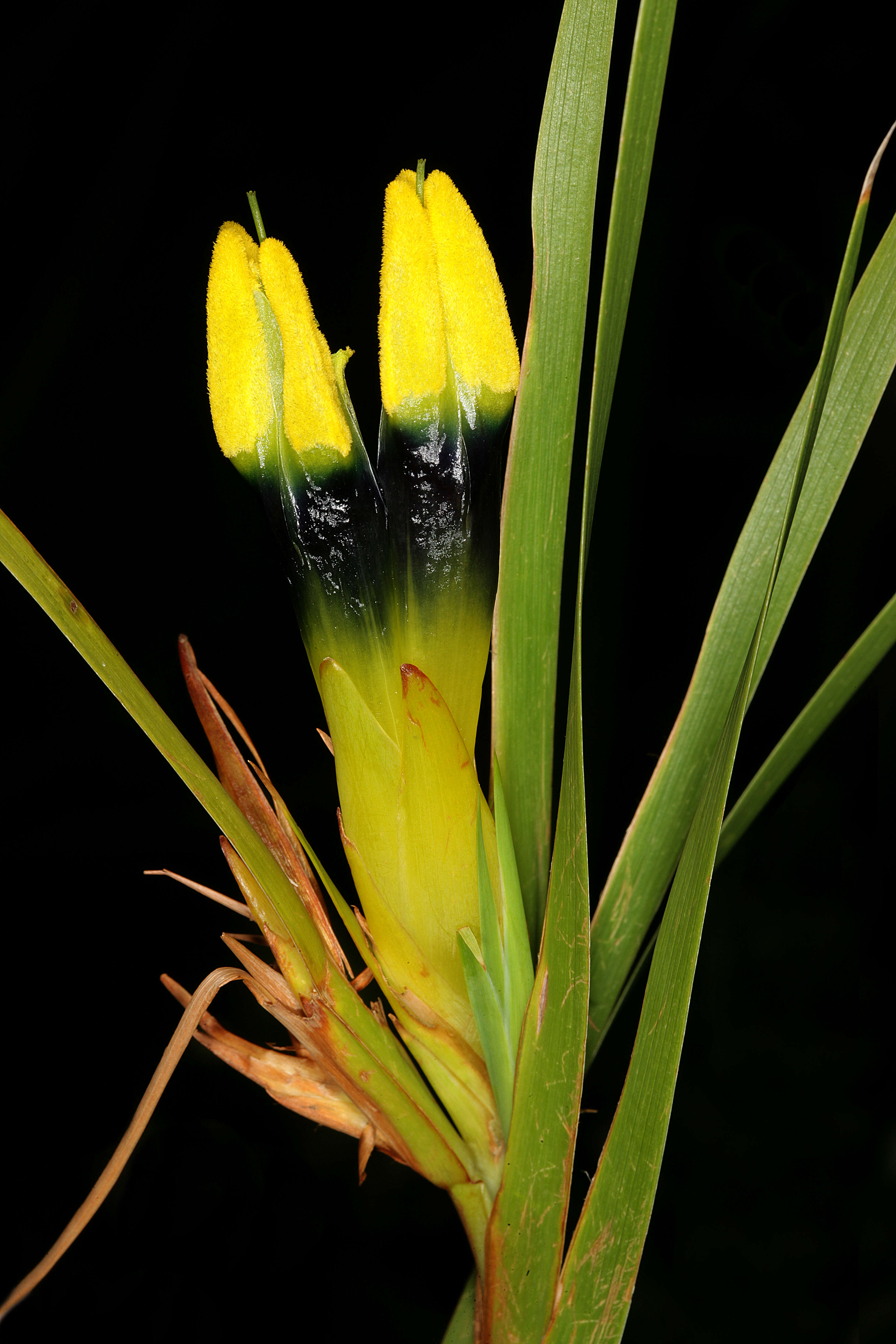 Image of Bokmakierie's tail