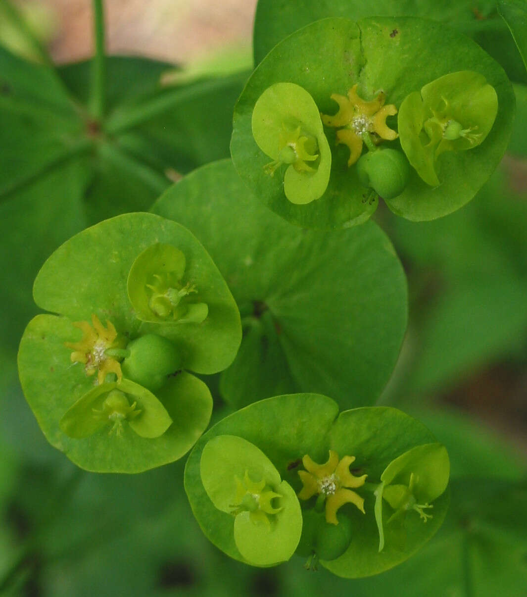 Image of Wood Spurge