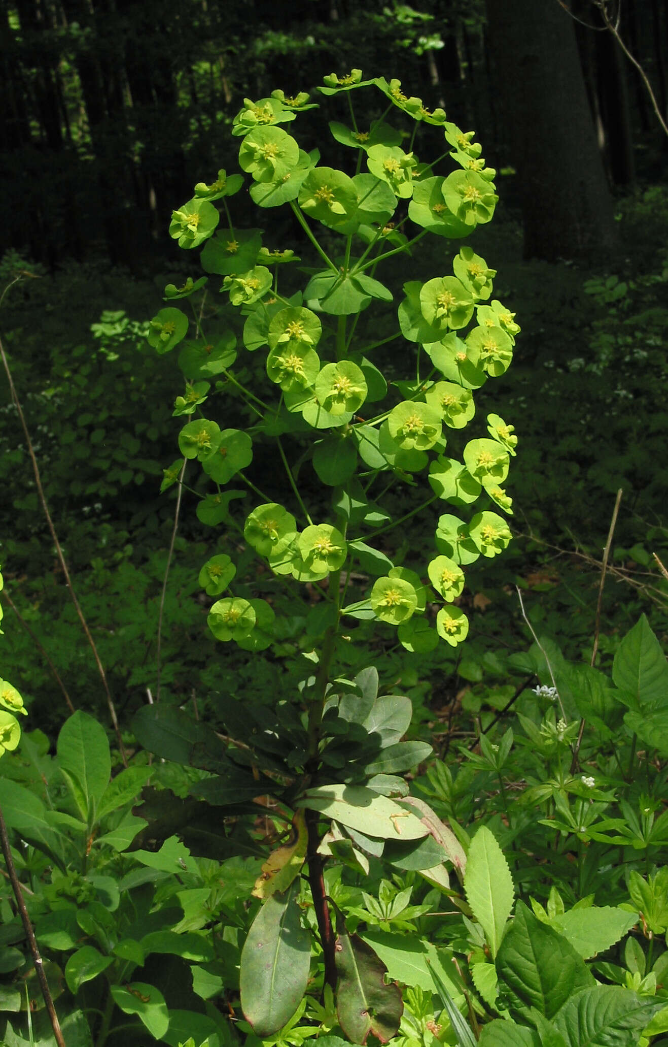 Image of Wood Spurge