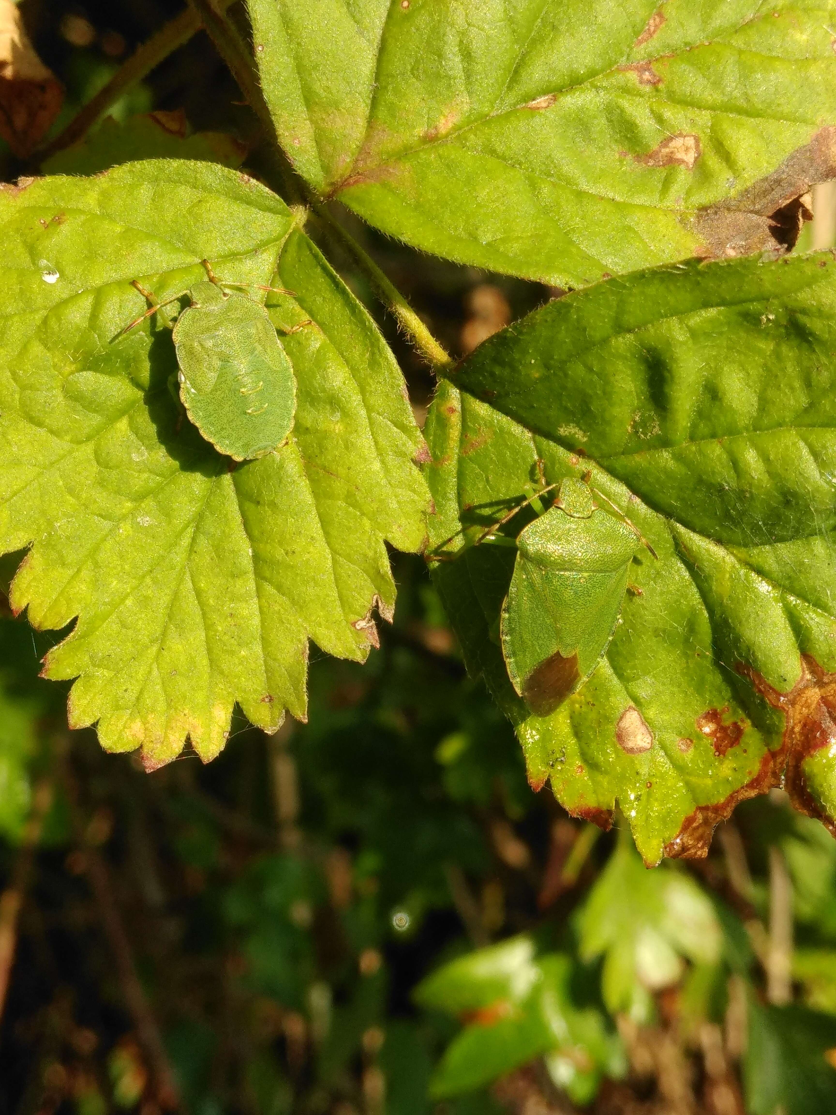 Image of Green shield bug