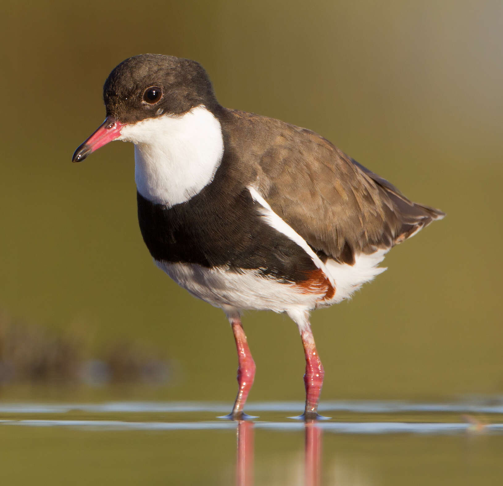 Erythrogonys Gould 1838 resmi