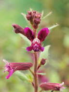 Image of blue waxweed