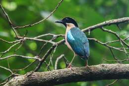 Image of Elegant Pitta