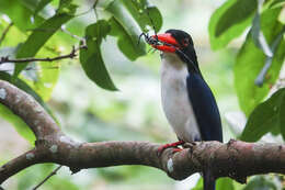 Imagem de Caridonax Cabanis & Heine 1860