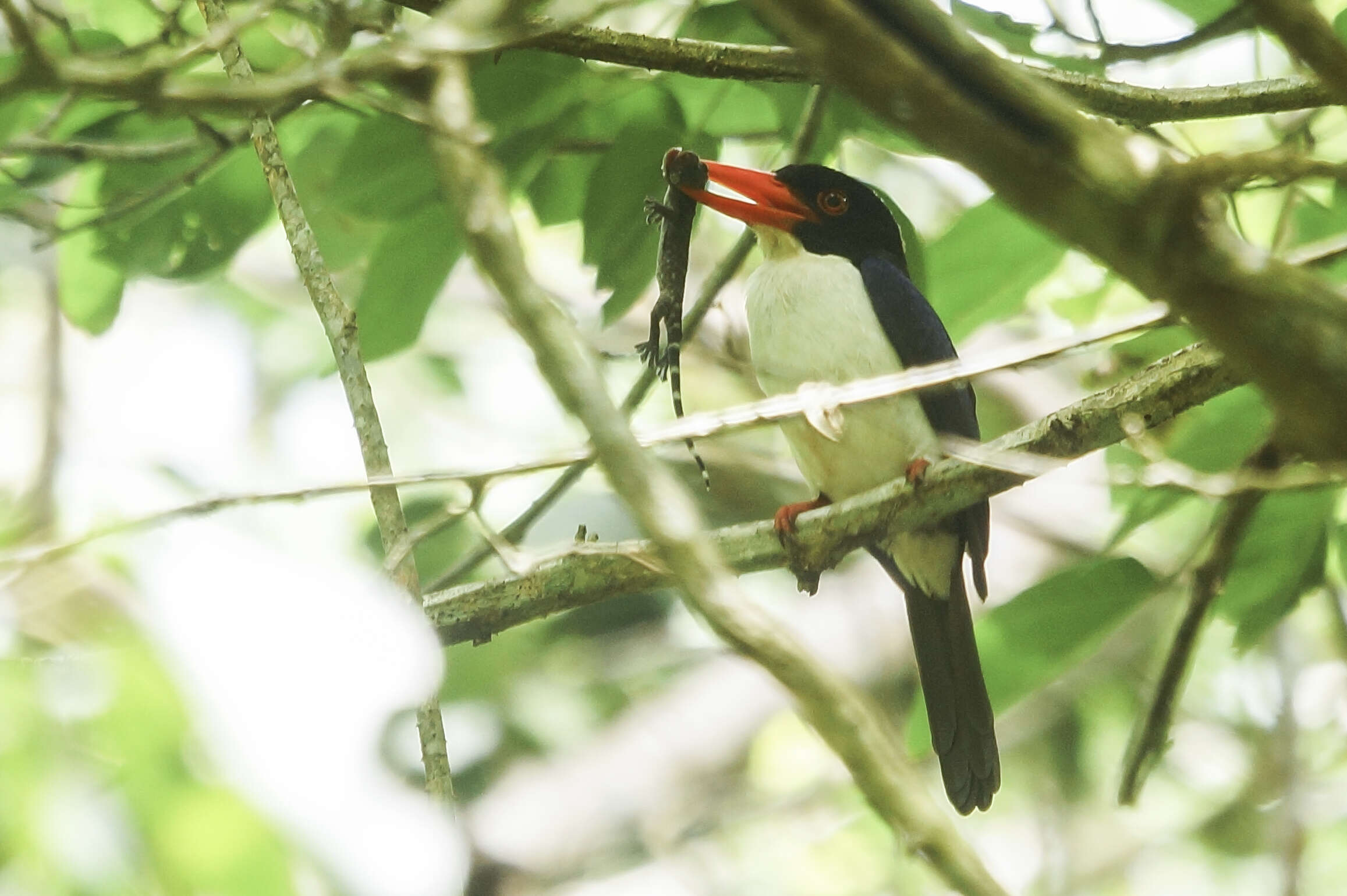 Imagem de Caridonax Cabanis & Heine 1860