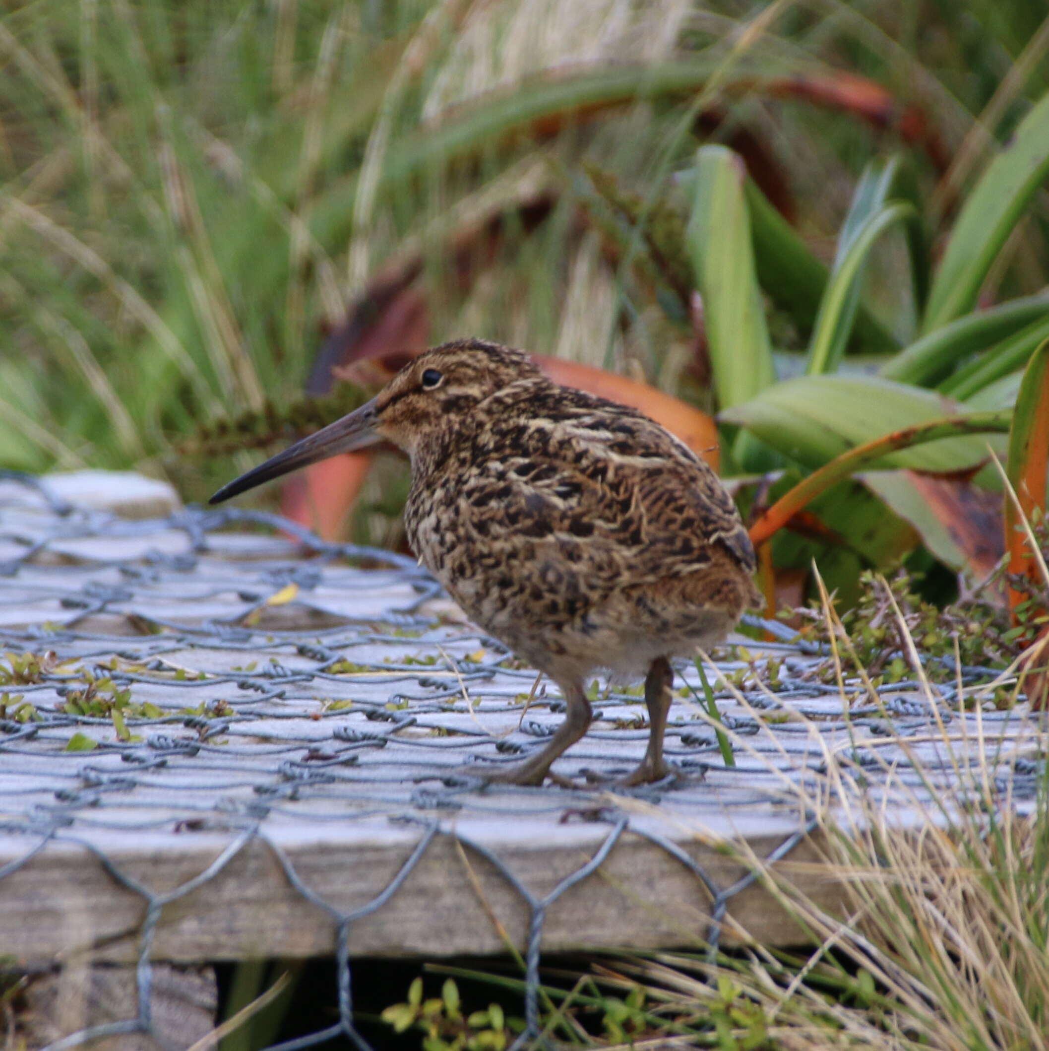 Image of Auckland Snipe