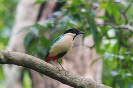 Image of Elegant Pitta