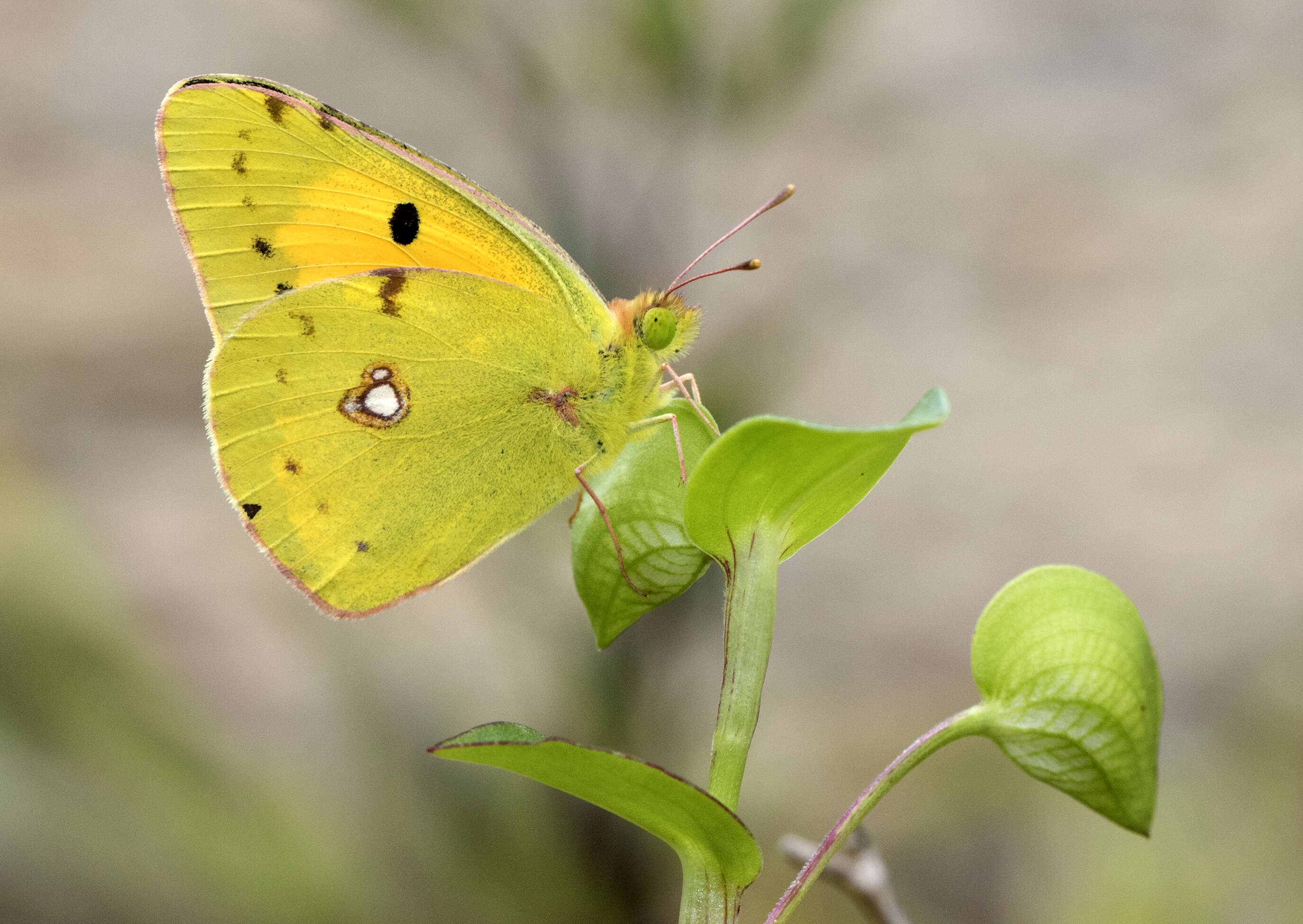 Image of clouded yellow