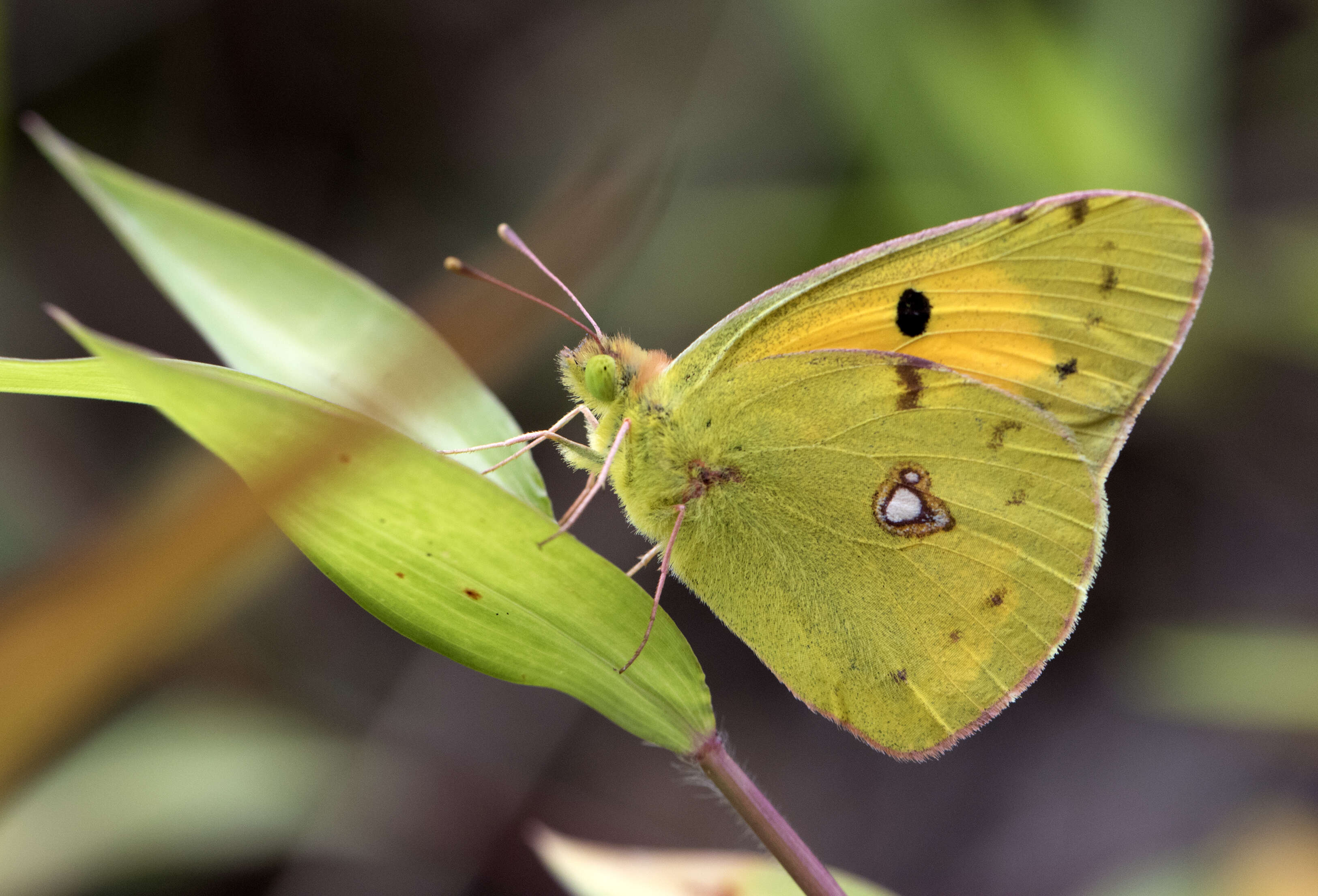 Image of clouded yellow