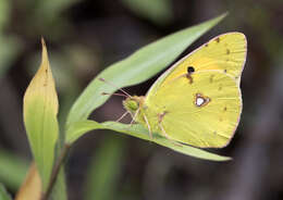 Image of clouded yellow