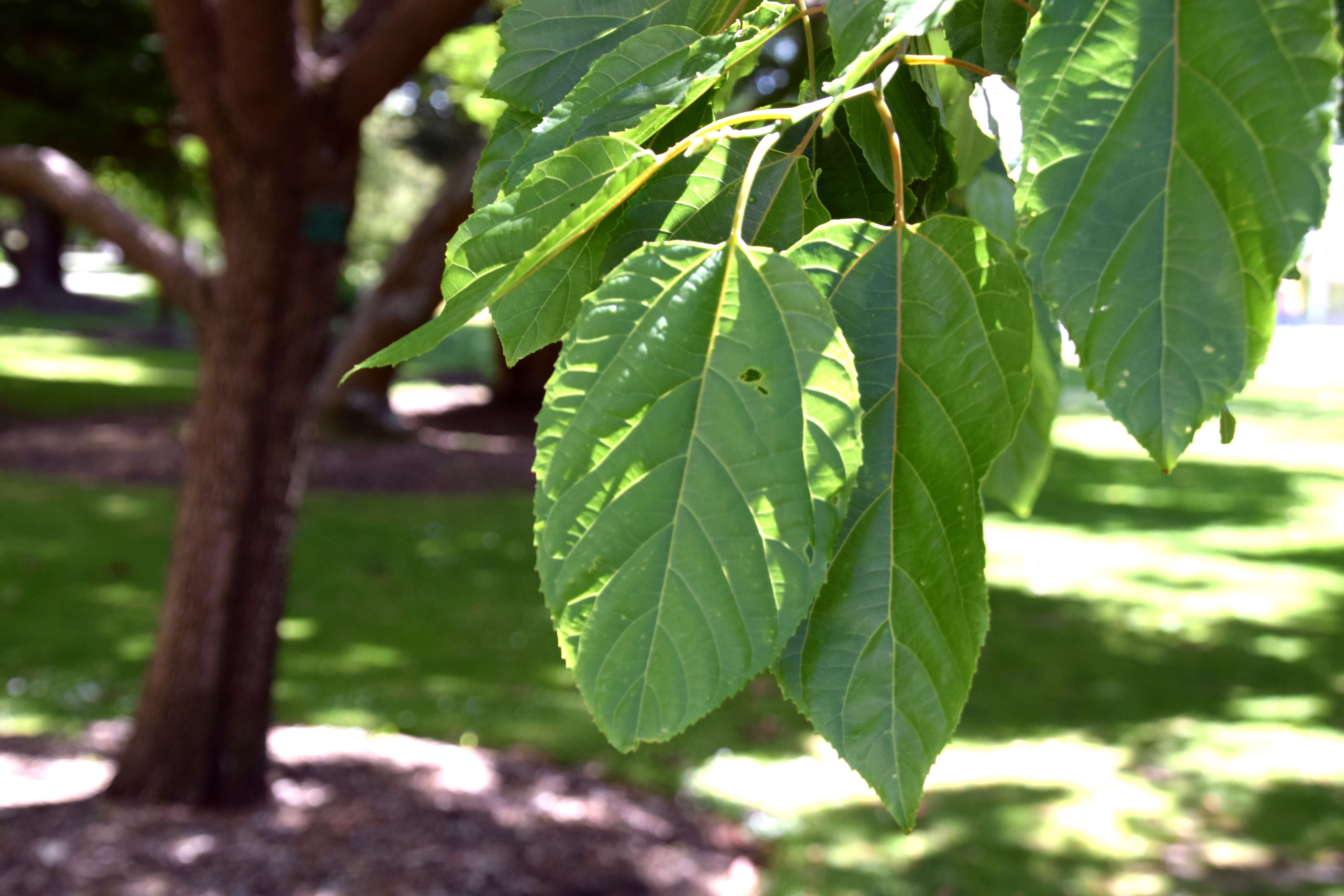 Слика од Hovenia dulcis Thunb.