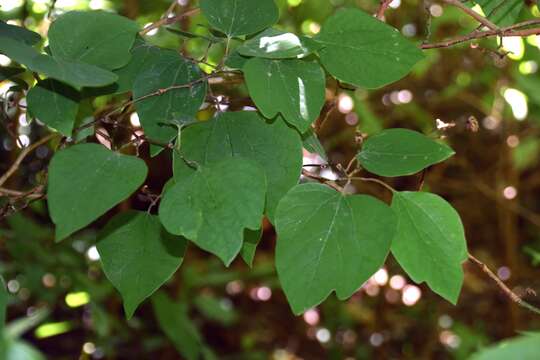 Image of Lindera obtusiloba Bl.