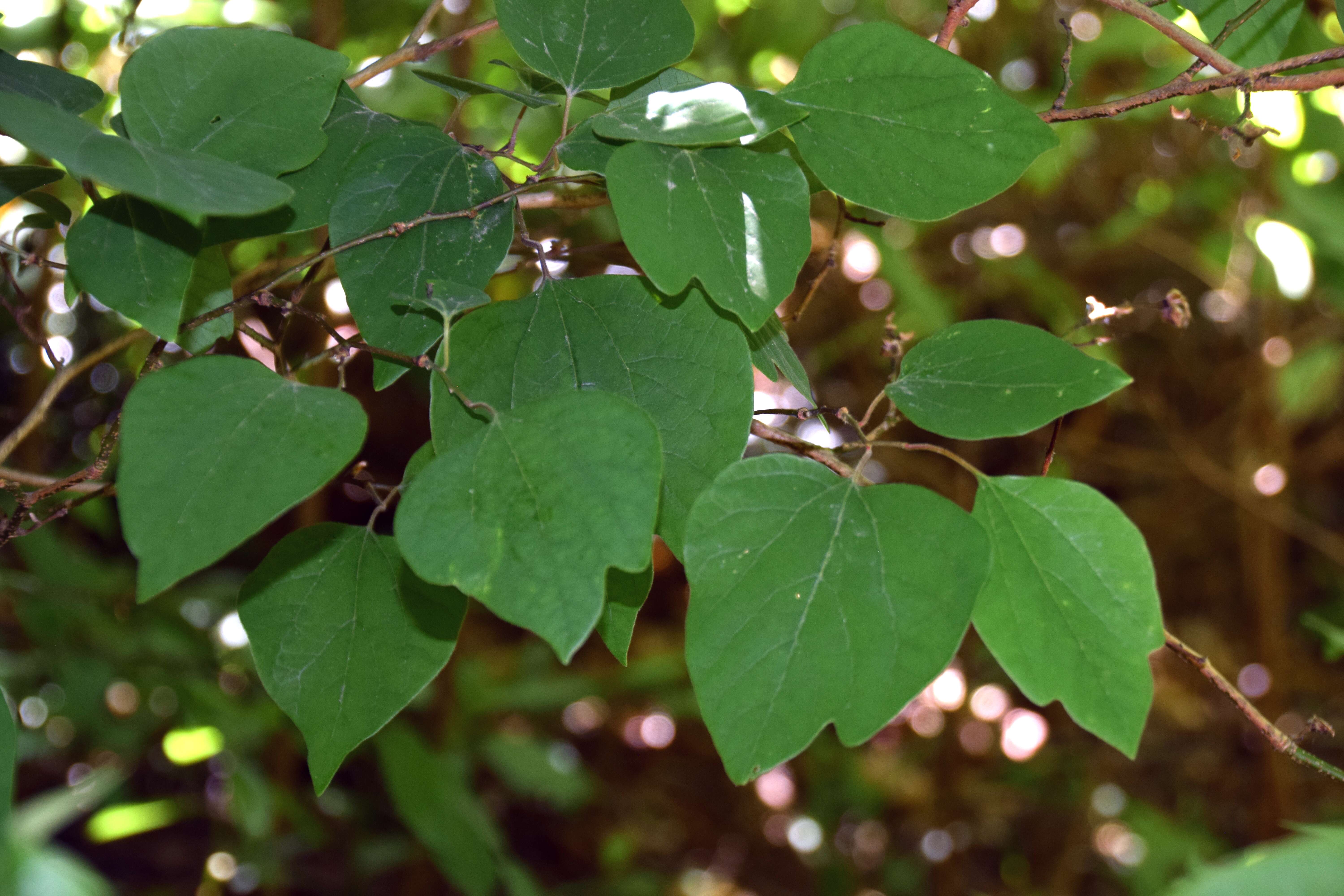 Image of Lindera obtusiloba Bl.