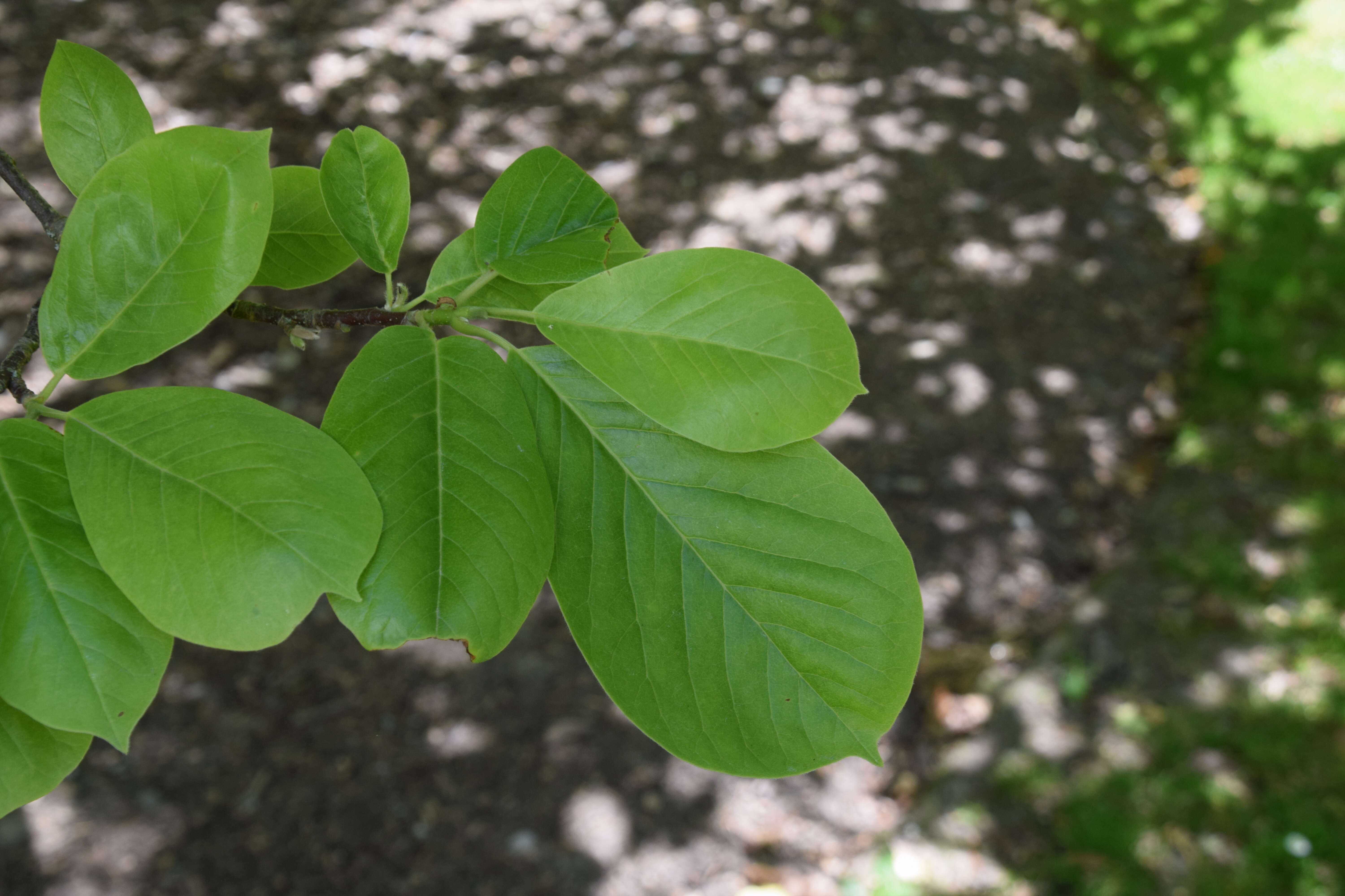 Image of Lily Tree