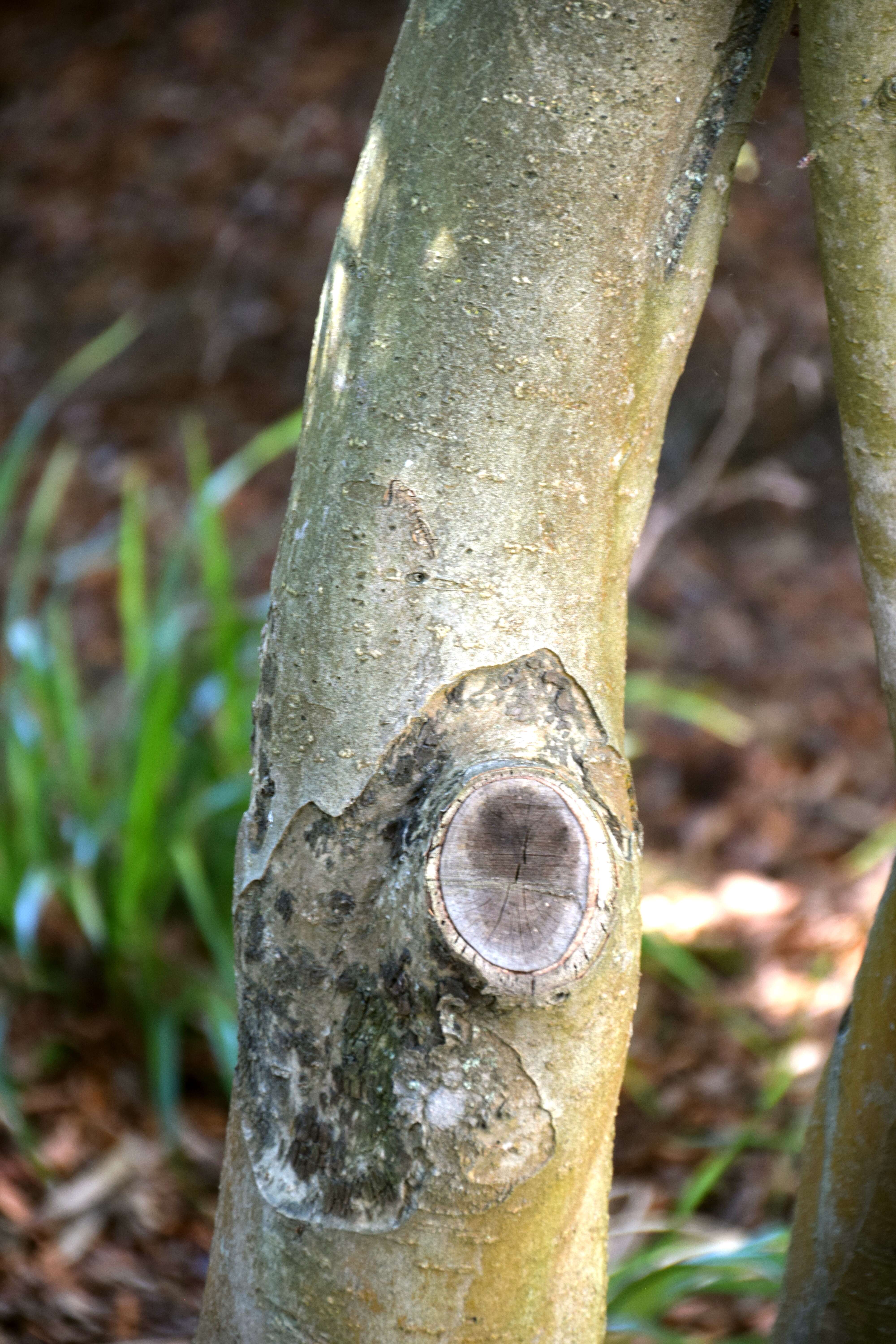 Слика од Malus halliana Koehne