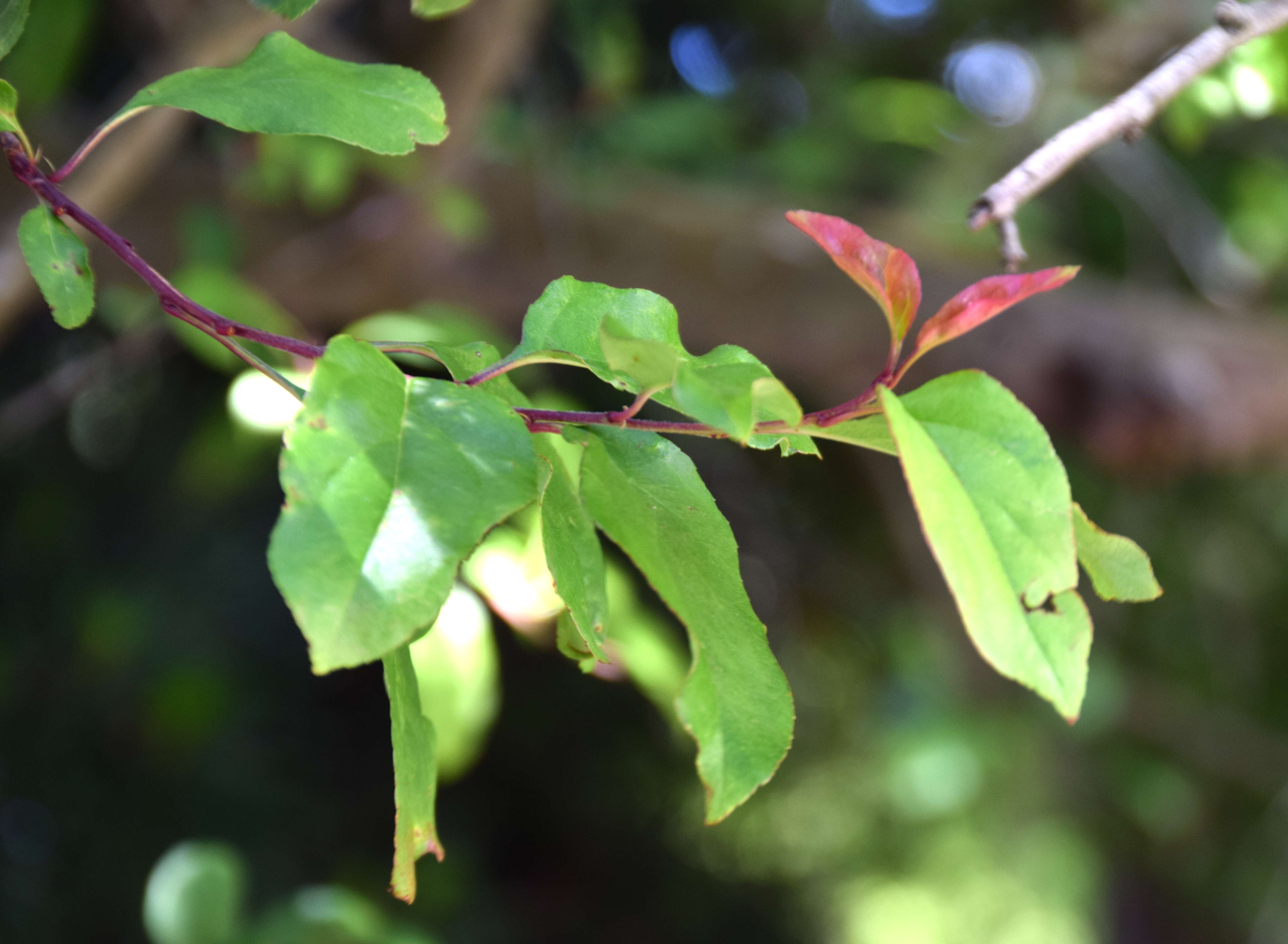 Слика од Malus halliana Koehne