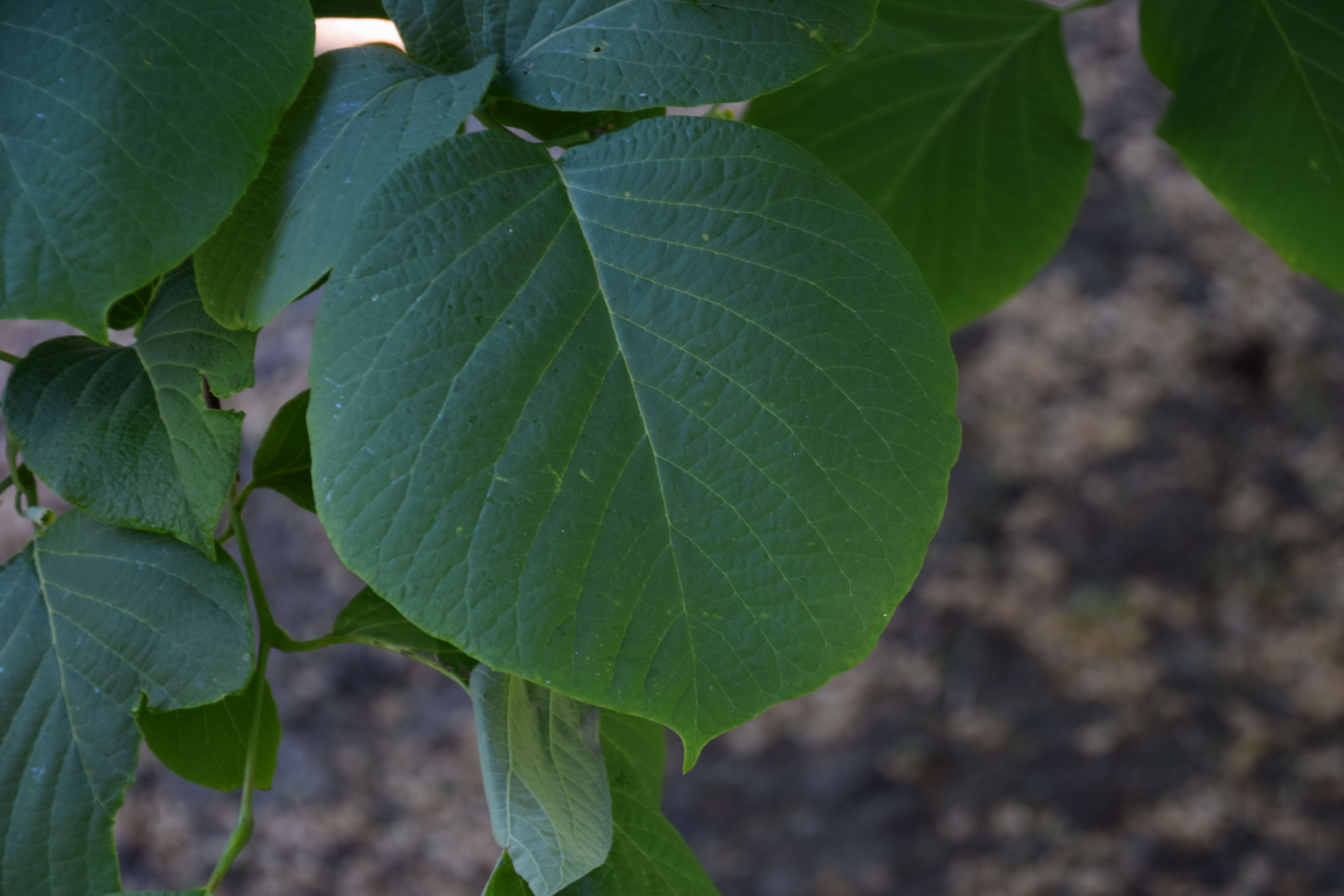 Plancia ëd Styrax obassia Siebold & Zucc.