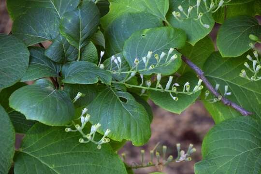 Plancia ëd Styrax obassia Siebold & Zucc.