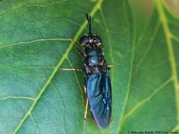 Image of Black Soldier Fly