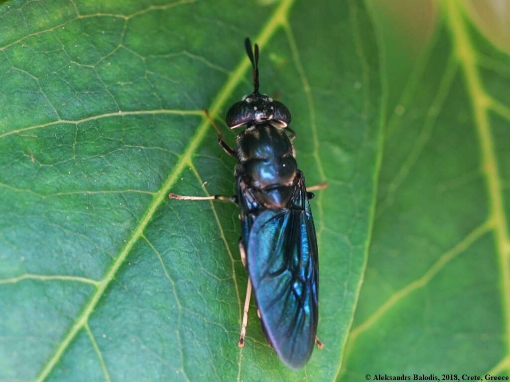 Image of Black Soldier Fly