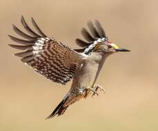 Image of Golden-fronted Woodpecker