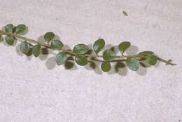 Image of creeping snowberry