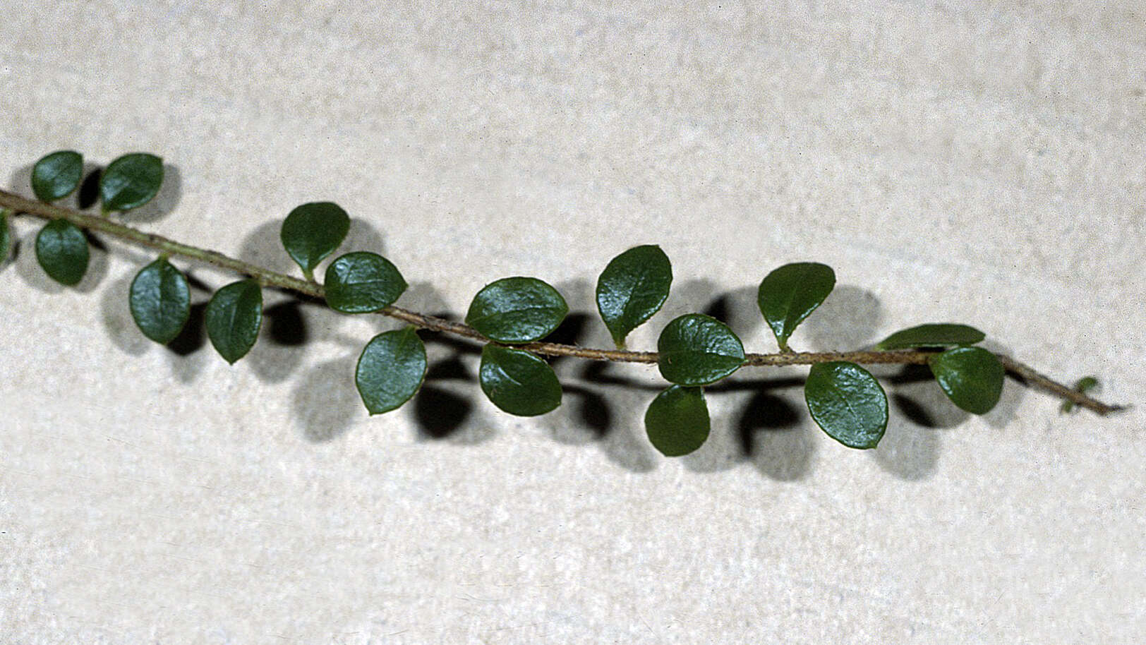 Image of creeping snowberry