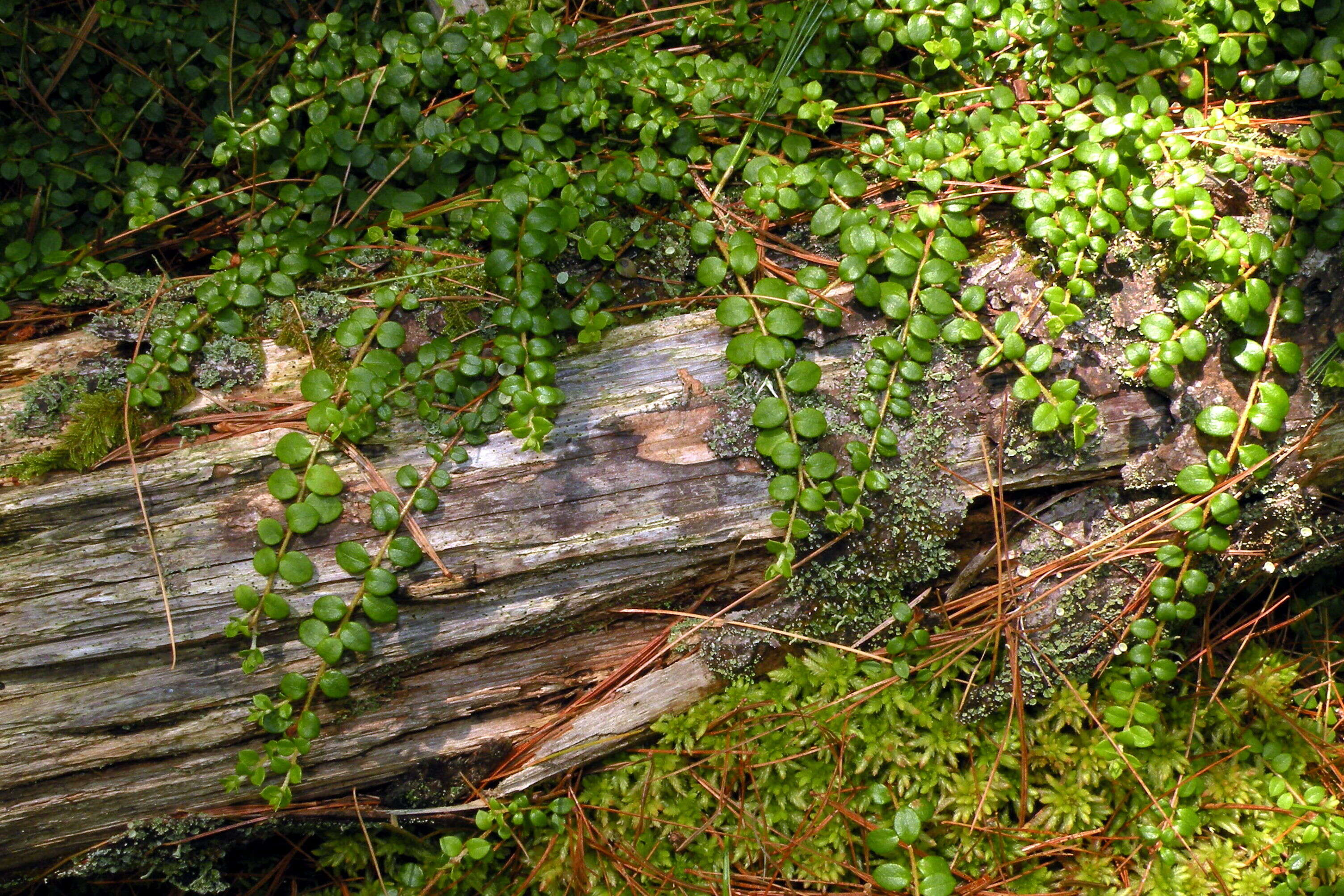 Image of creeping snowberry