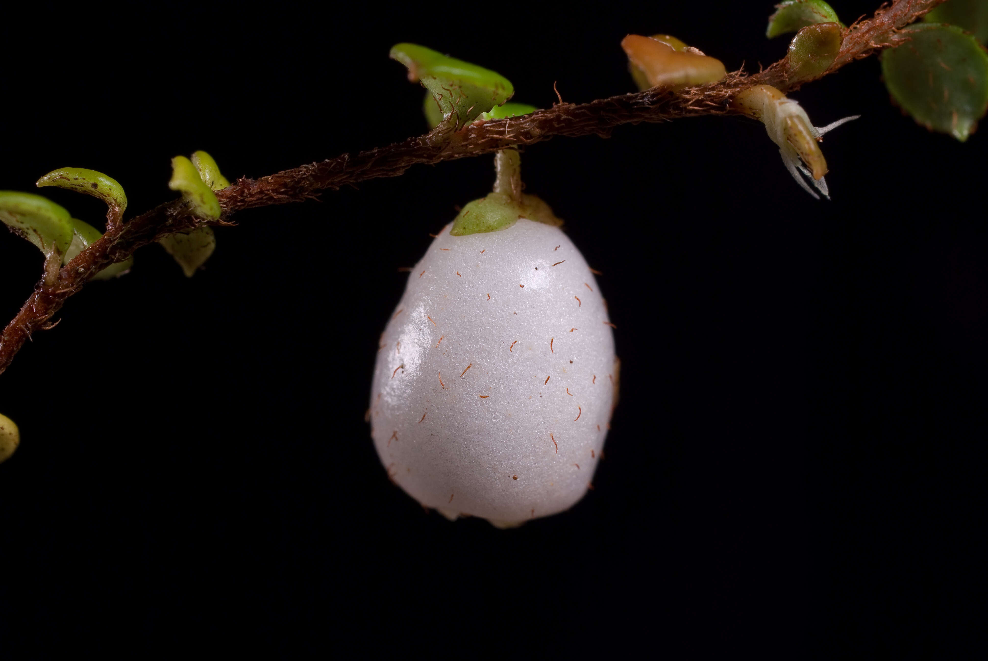 Image of creeping snowberry