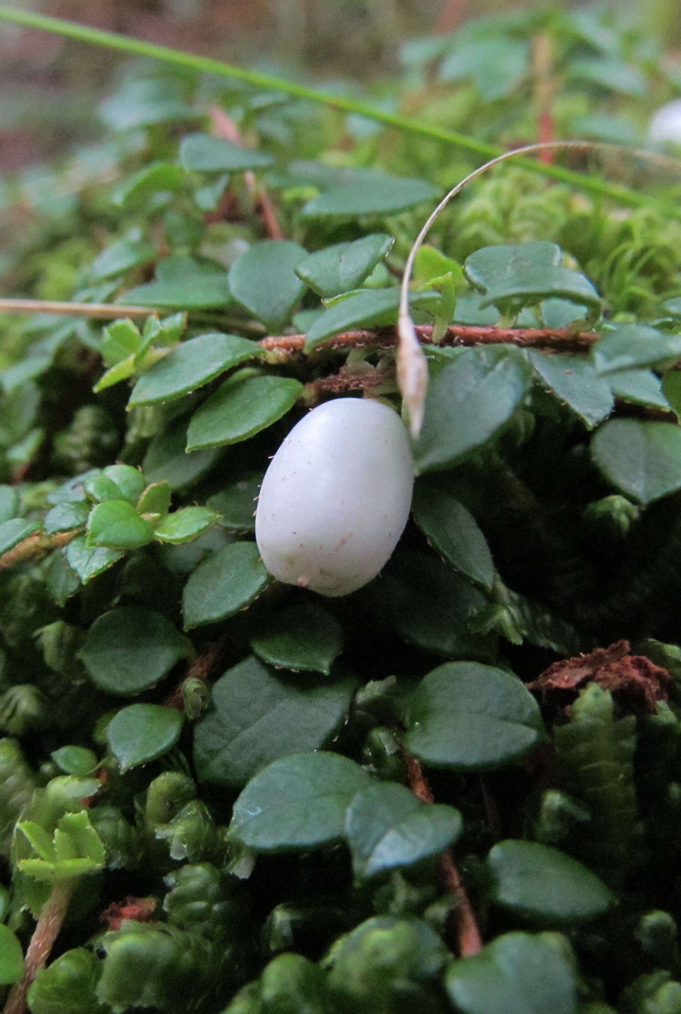 Image of creeping snowberry