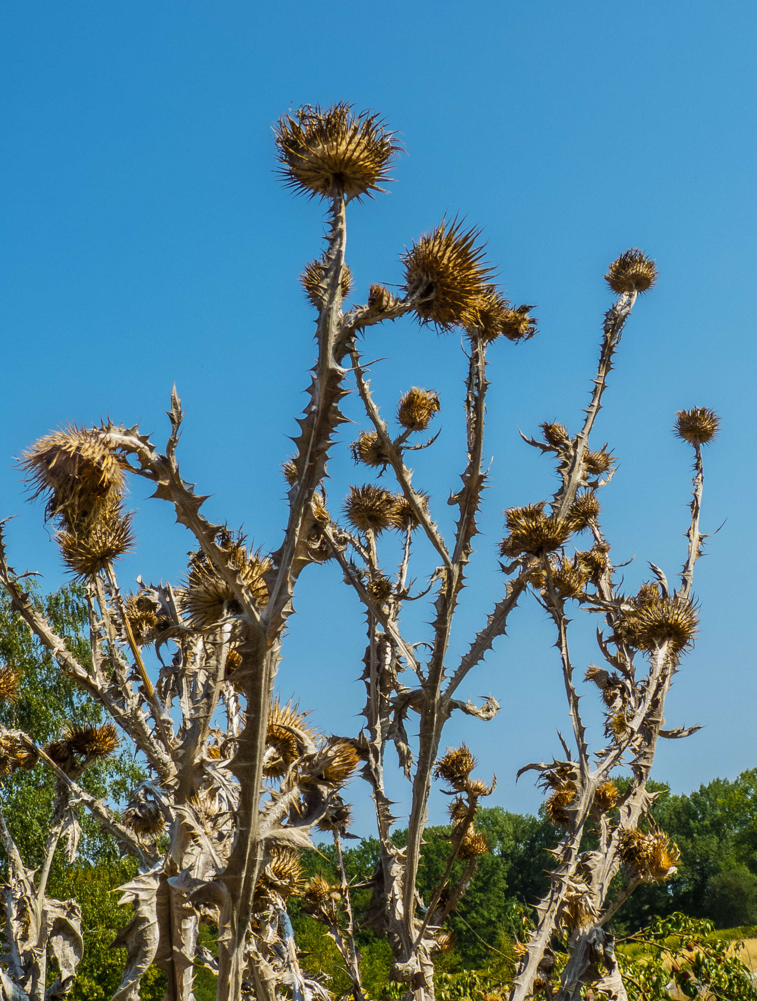 Image of Cotton Thistle