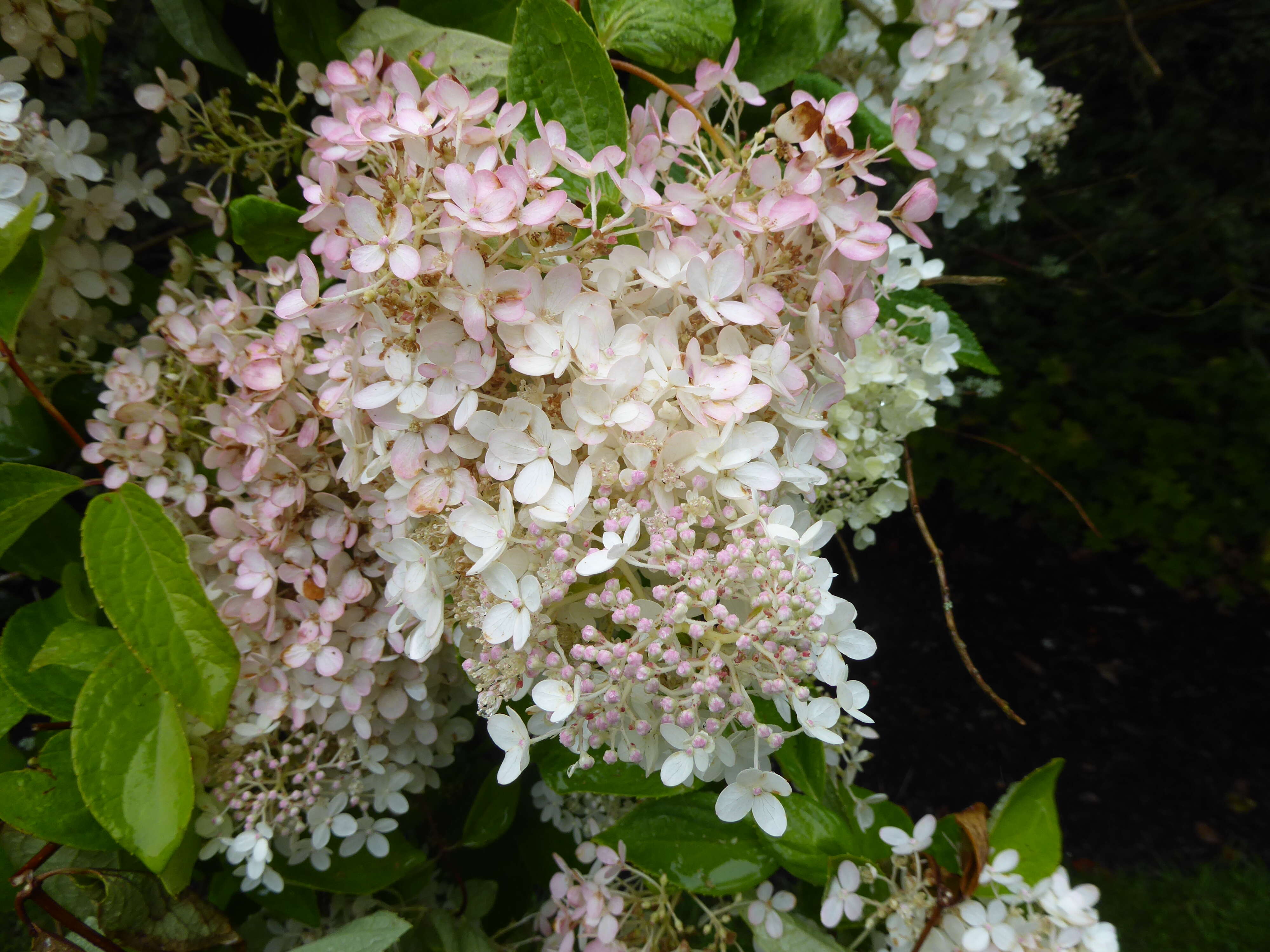 Image of panicled hydrangea