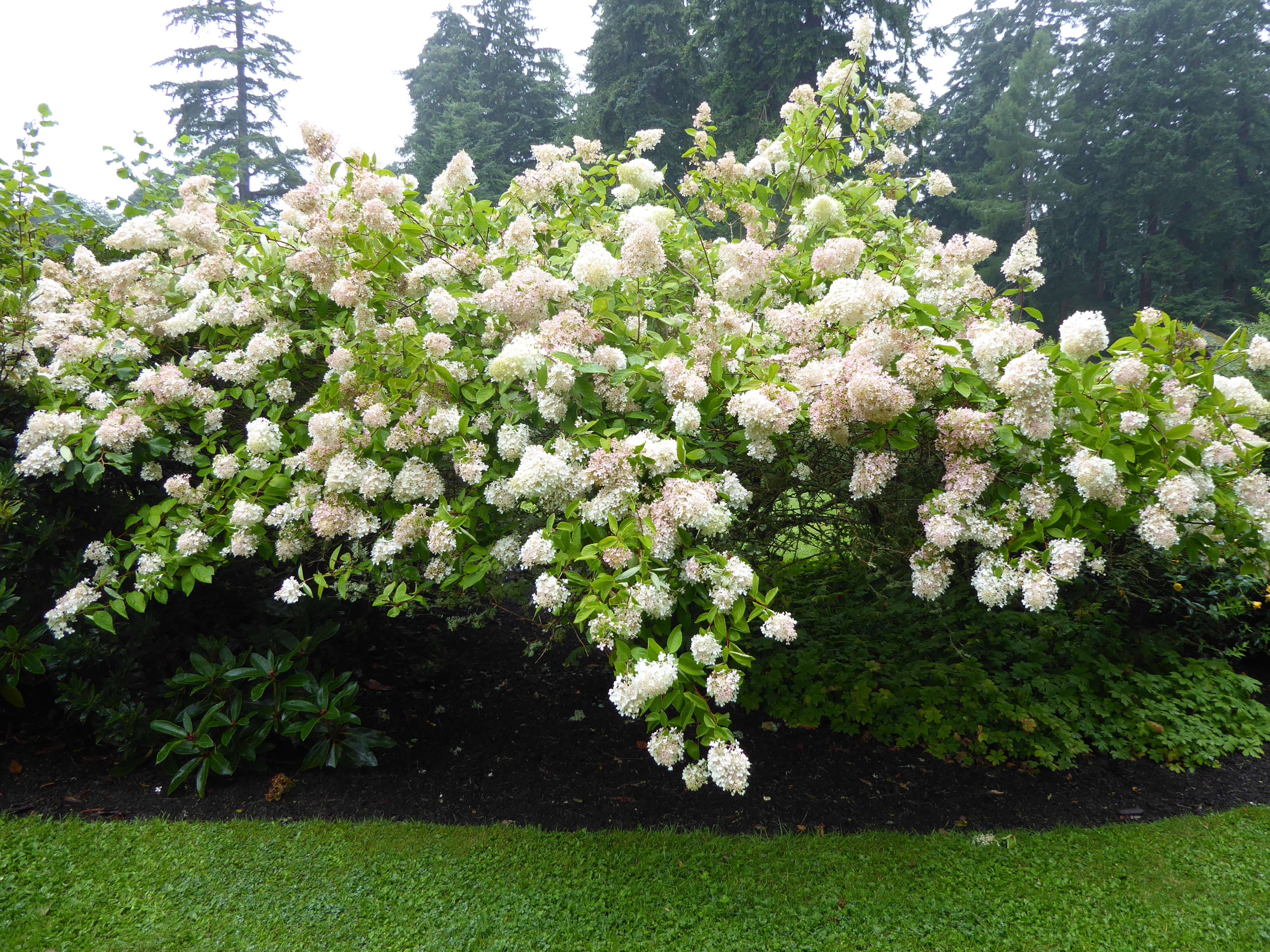 Image of panicled hydrangea