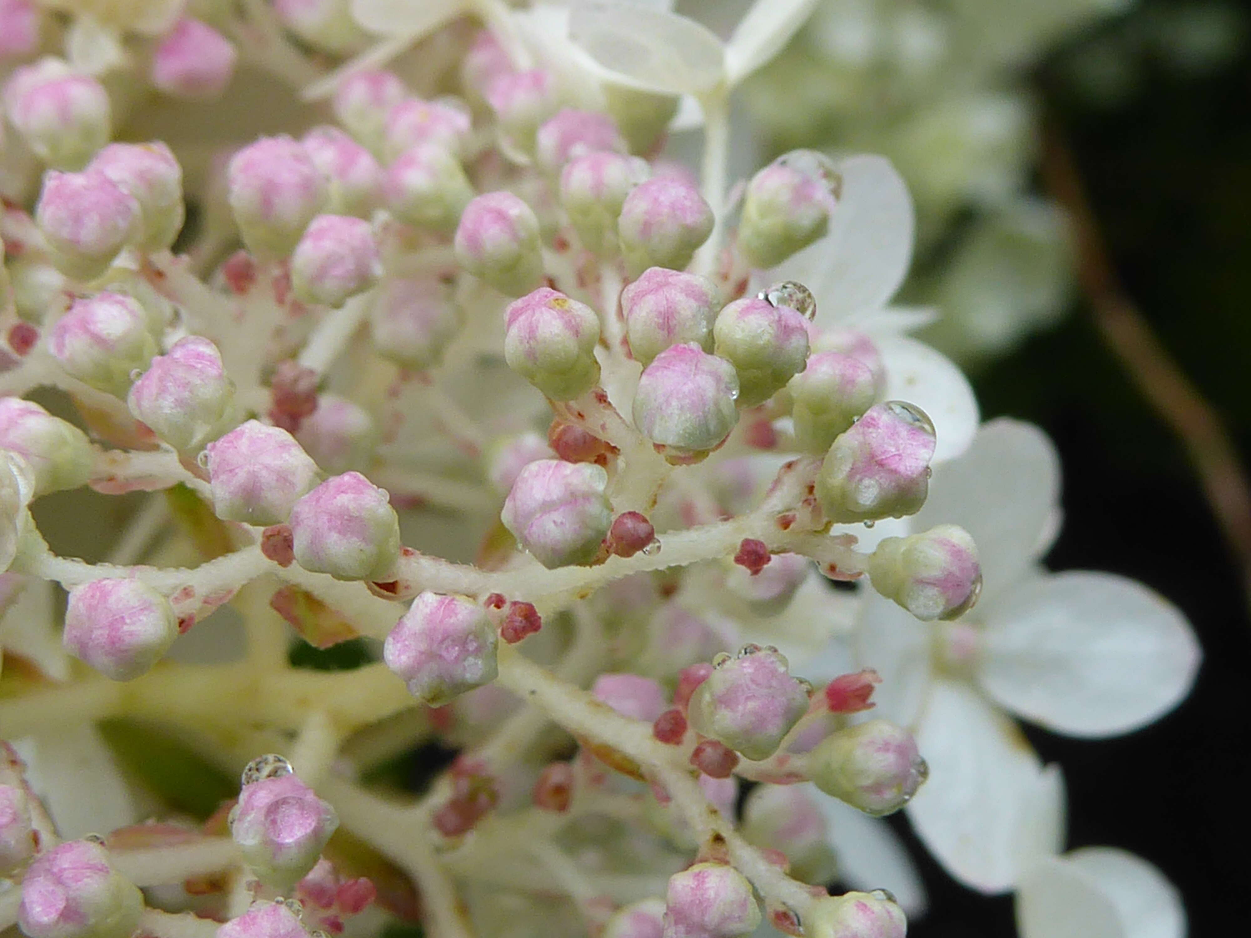 Image of panicled hydrangea